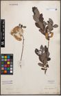 Foto von Salix cinerea L.